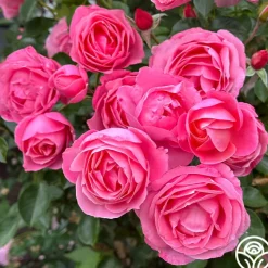 William P.J. McCarthy™>Heirloom Roses Discount