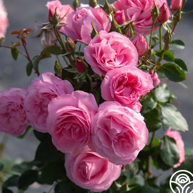 William P.J. McCarthy™>Heirloom Roses Discount