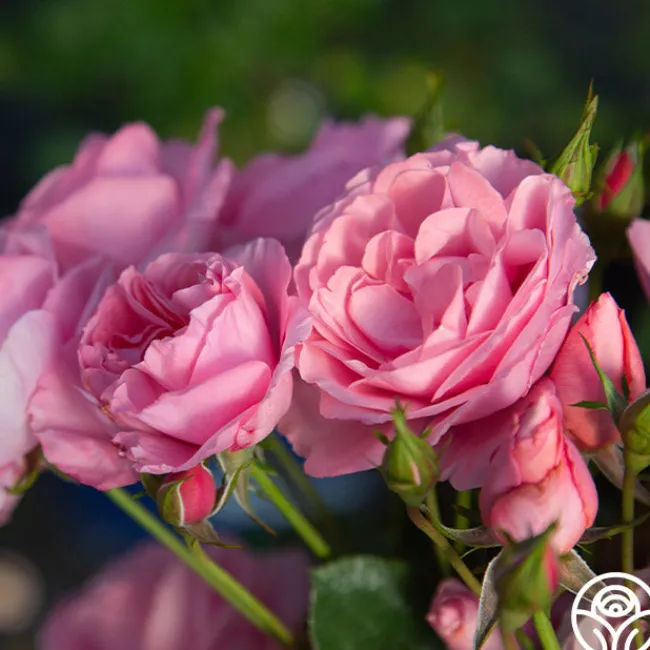 William P.J. McCarthy™>Heirloom Roses Discount