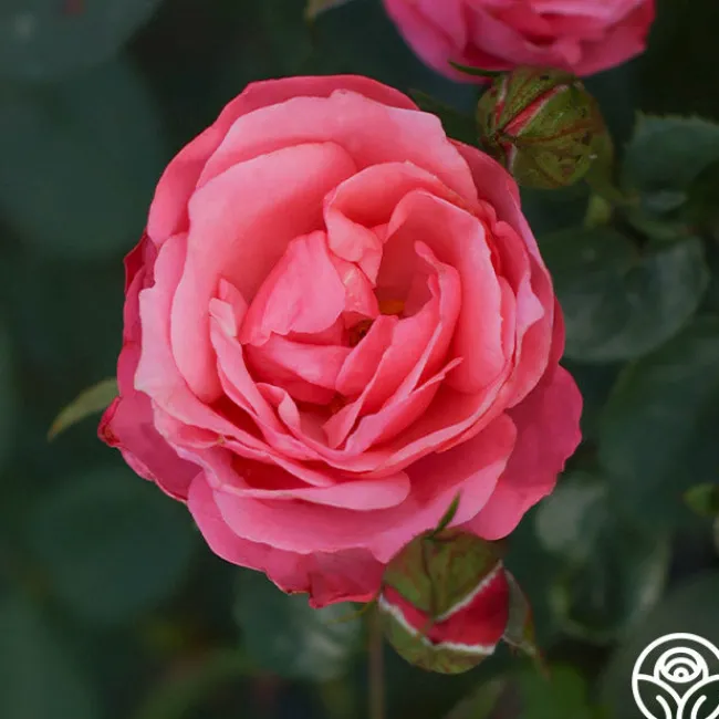 William P.J. McCarthy™>Heirloom Roses Discount