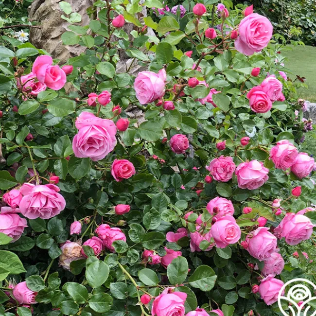 William P.J. McCarthy™>Heirloom Roses Discount