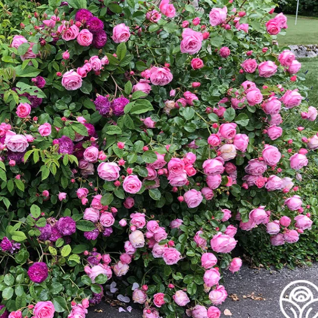 William P.J. McCarthy™>Heirloom Roses Discount