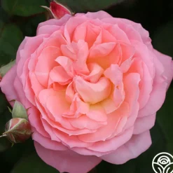 Windsor Castle Wedding™>Heirloom Roses Outlet