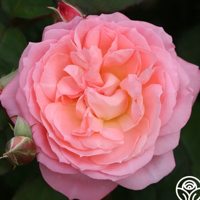 Windsor Castle Wedding™>Heirloom Roses Outlet