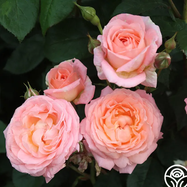 Windsor Castle Wedding™>Heirloom Roses Outlet