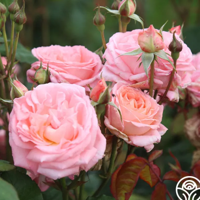 Windsor Castle Wedding™>Heirloom Roses Outlet