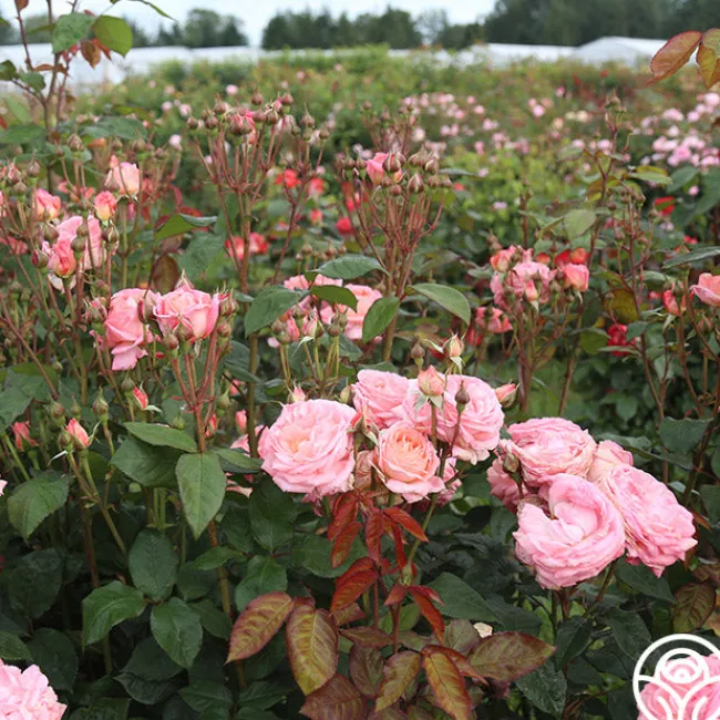 Windsor Castle Wedding™>Heirloom Roses Outlet