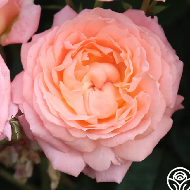 Windsor Castle Wedding™>Heirloom Roses Outlet