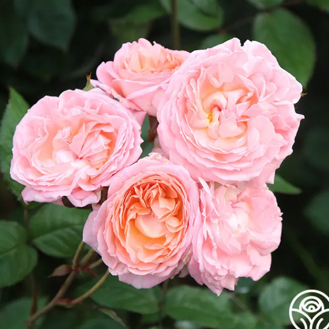 Windsor Castle Wedding™>Heirloom Roses Outlet