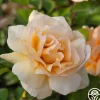 Winter Sunset>Heirloom Roses Online