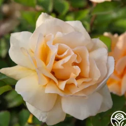 Winter Sunset>Heirloom Roses Online