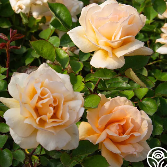 Winter Sunset>Heirloom Roses Online