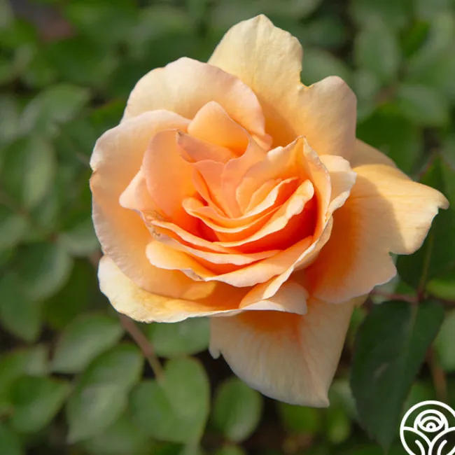 Winter Sunset>Heirloom Roses Online