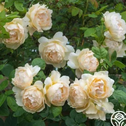 Wollerton Old Hall™>Heirloom Roses Online