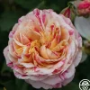 Wonderstripe™>Heirloom Roses Hot