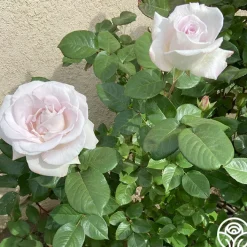 World War II Memorial Rose™><noscript><img width=