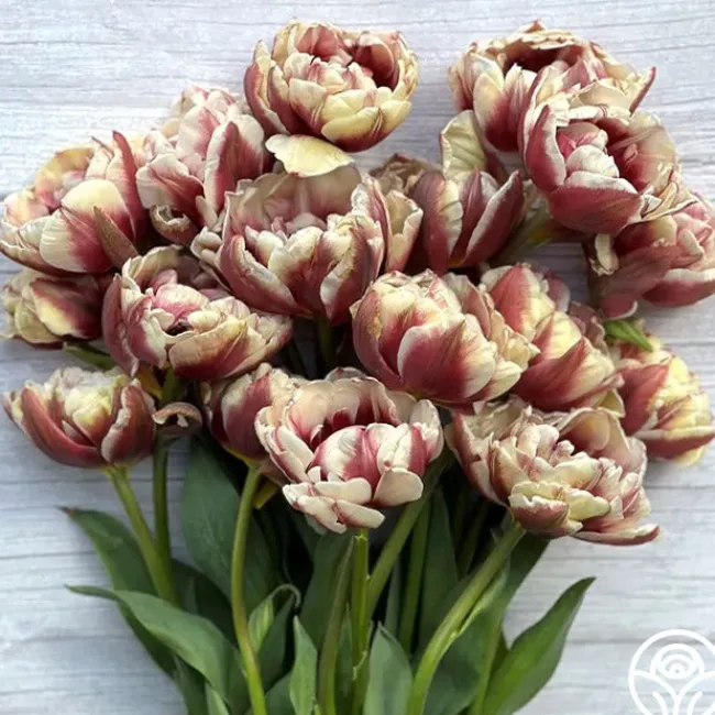 Wyndham>Heirloom Roses Online