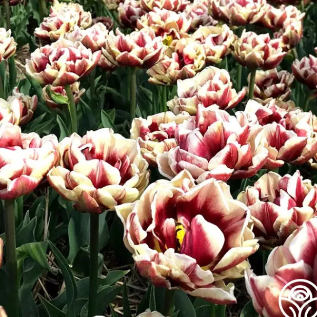 Wyndham>Heirloom Roses Online
