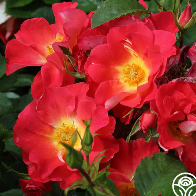 Yabba Dabba Doo>Heirloom Roses Hot