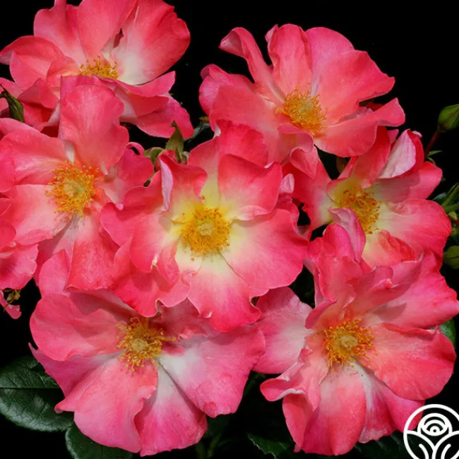 Yabba Dabba Doo>Heirloom Roses Hot