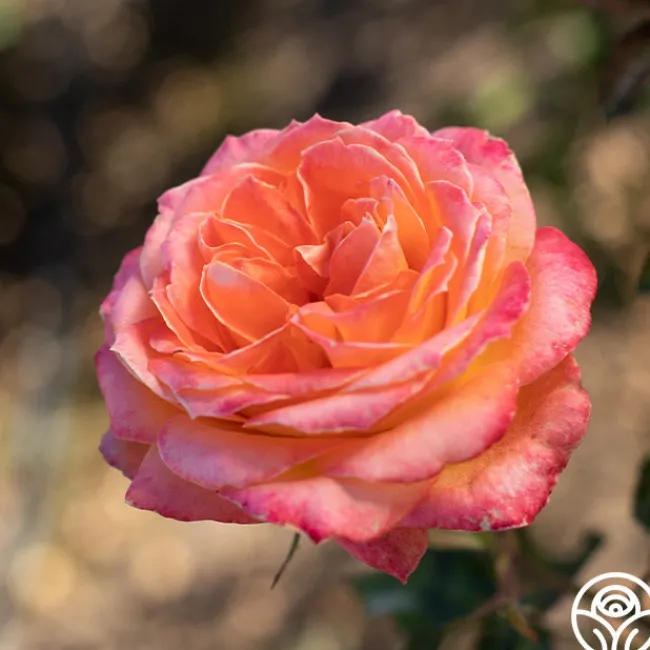 Yankee Doodle®>Heirloom Roses Clearance