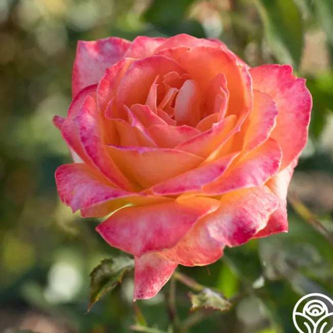Yankee Doodle®>Heirloom Roses Clearance