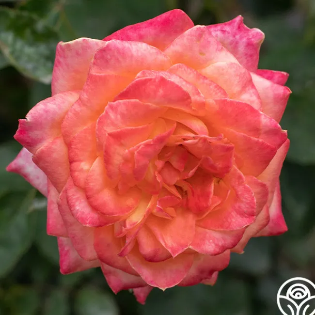 Yankee Doodle®>Heirloom Roses Clearance
