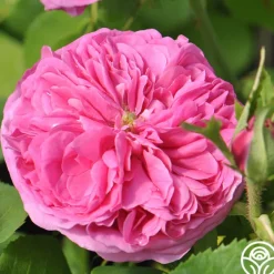 Yolande de Aragon>Heirloom Roses Discount