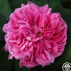 Yolande de Aragon><noscript><img width=