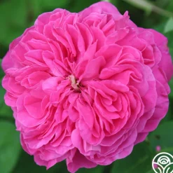 Yolande de Aragon><noscript><img width=