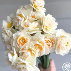 Yosemite Valley>Heirloom Roses New