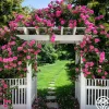 Zéphirine Drouhin>Heirloom Roses Outlet