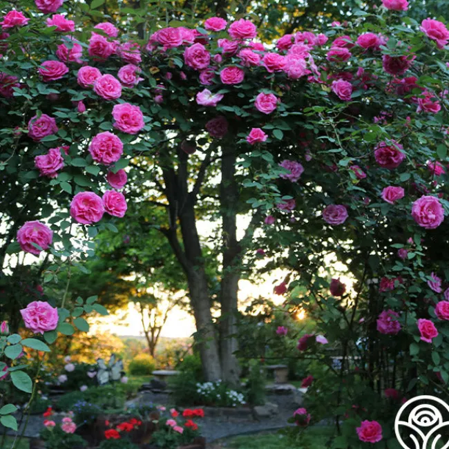 Zéphirine Drouhin>Heirloom Roses Outlet