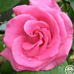 Zéphirine Drouhin><noscript><img width=