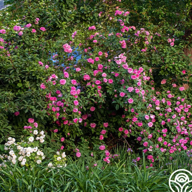 Zéphirine Drouhin>Heirloom Roses Outlet