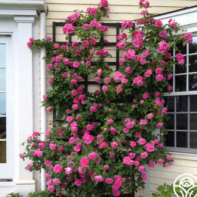 Zéphirine Drouhin>Heirloom Roses Outlet