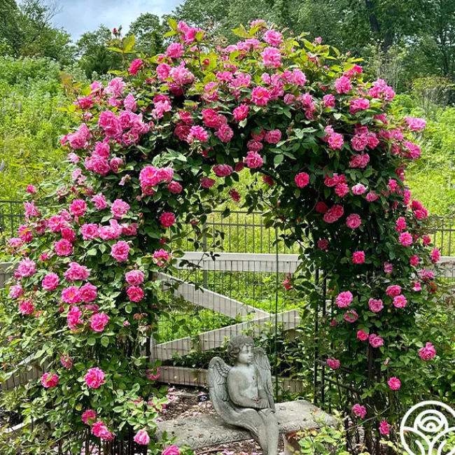 Zéphirine Drouhin>Heirloom Roses Outlet