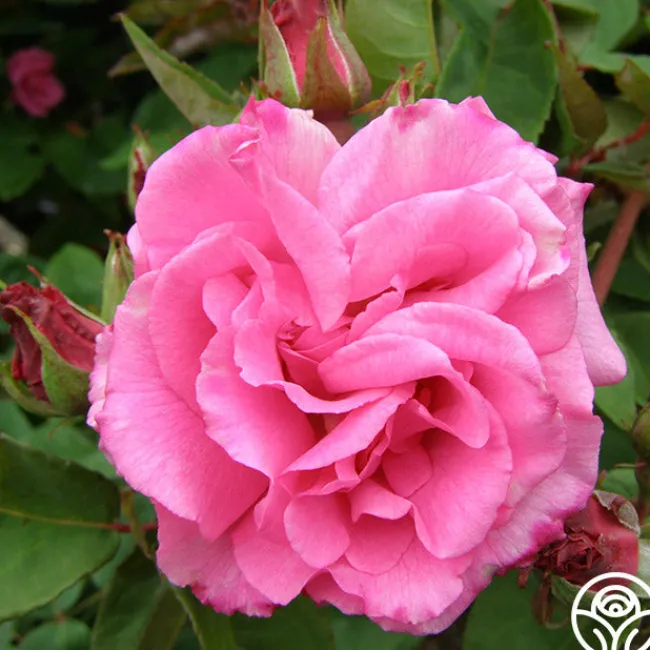 Zéphirine Drouhin>Heirloom Roses Outlet
