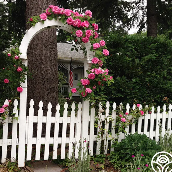 Zéphirine Drouhin>Heirloom Roses Outlet