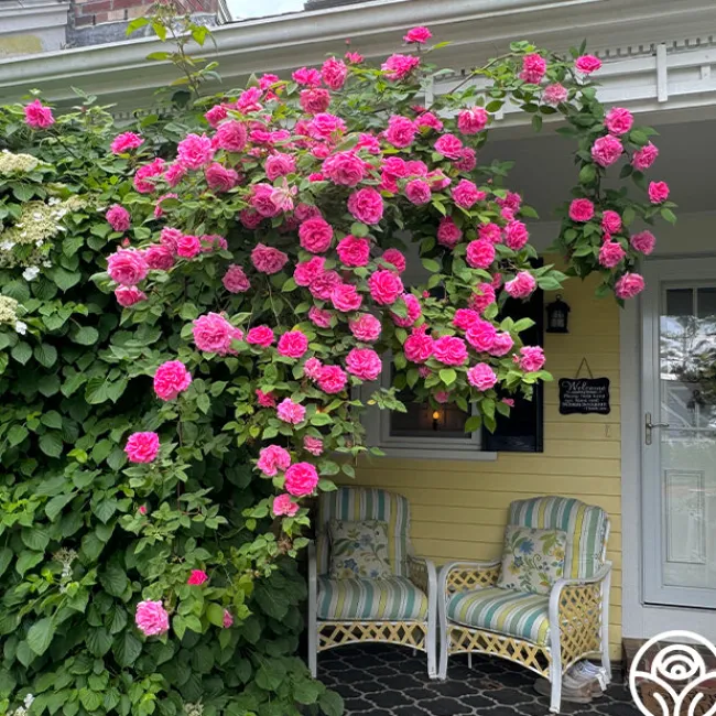 Zéphirine Drouhin>Heirloom Roses Outlet